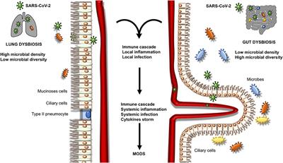 The Role of Dysbiosis in Critically Ill Patients With COVID-19 and Acute Respiratory Distress Syndrome